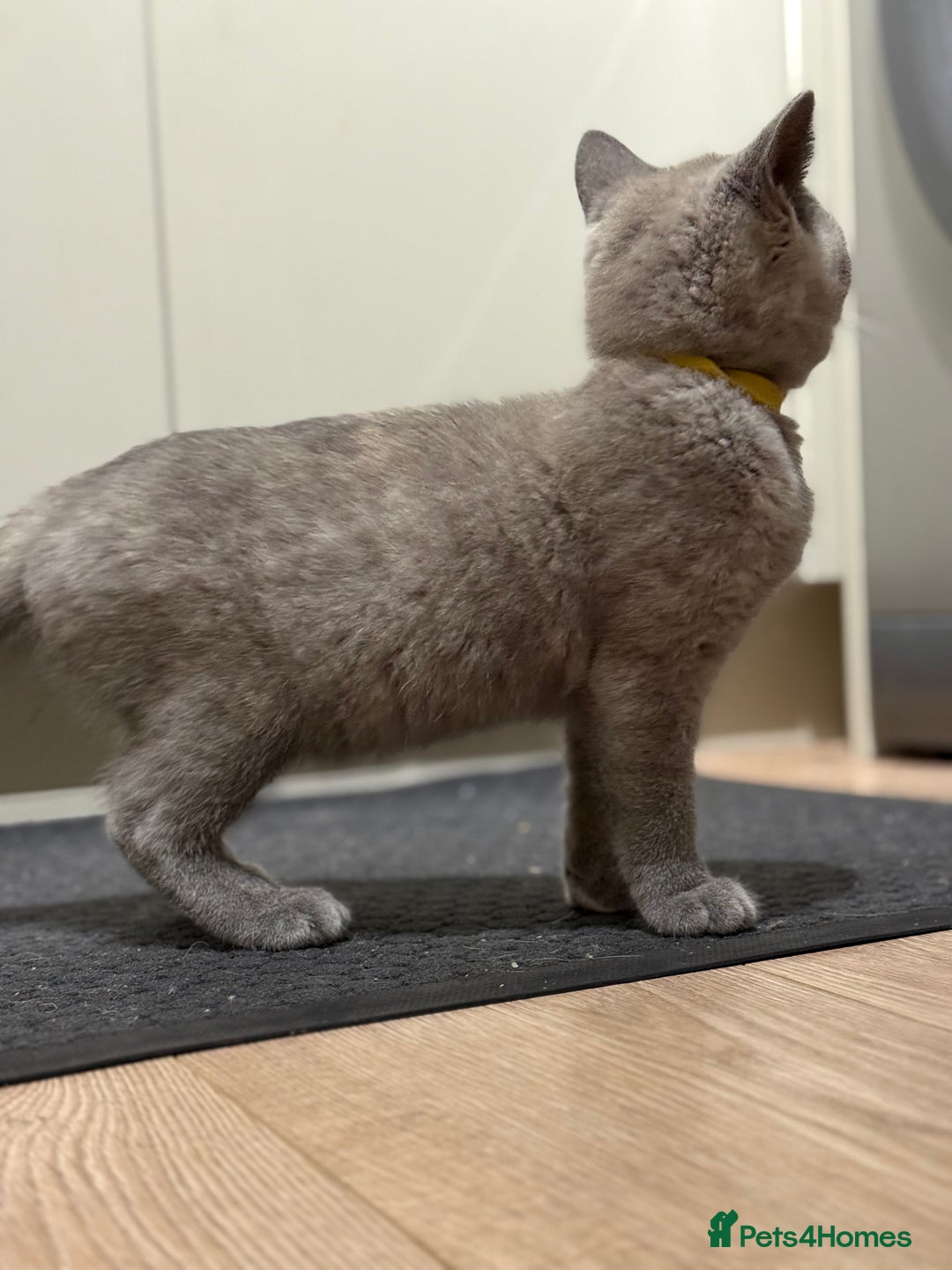 British Shorthair cats for sale: 🏡 Vaccinated Bsh kittens - GCCF parents - Image 26