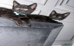 Maine Coon cats for sale: 2 boys for sale  - Image 3
