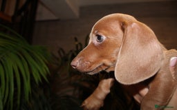 Miniature Dachshund dogs for sale: Miniature Dachshund Puppies READY TO LEAVE! - Image 10