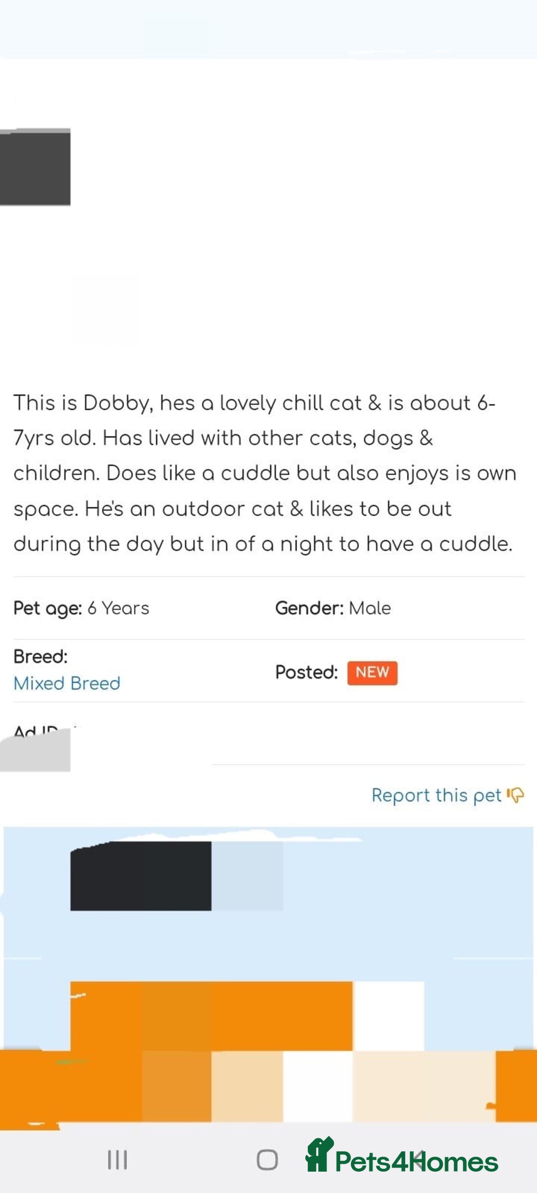 Mixed Breed cats for sale: Dobby - Image 6