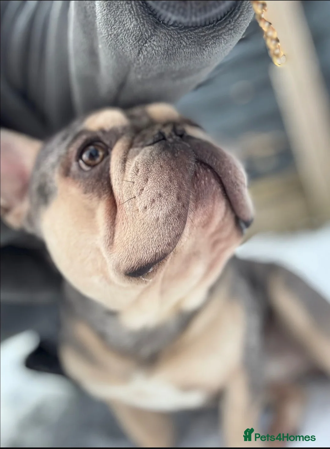 French Bulldog dogs for sale: merl french bulldog  in Dudley - Advert 2
