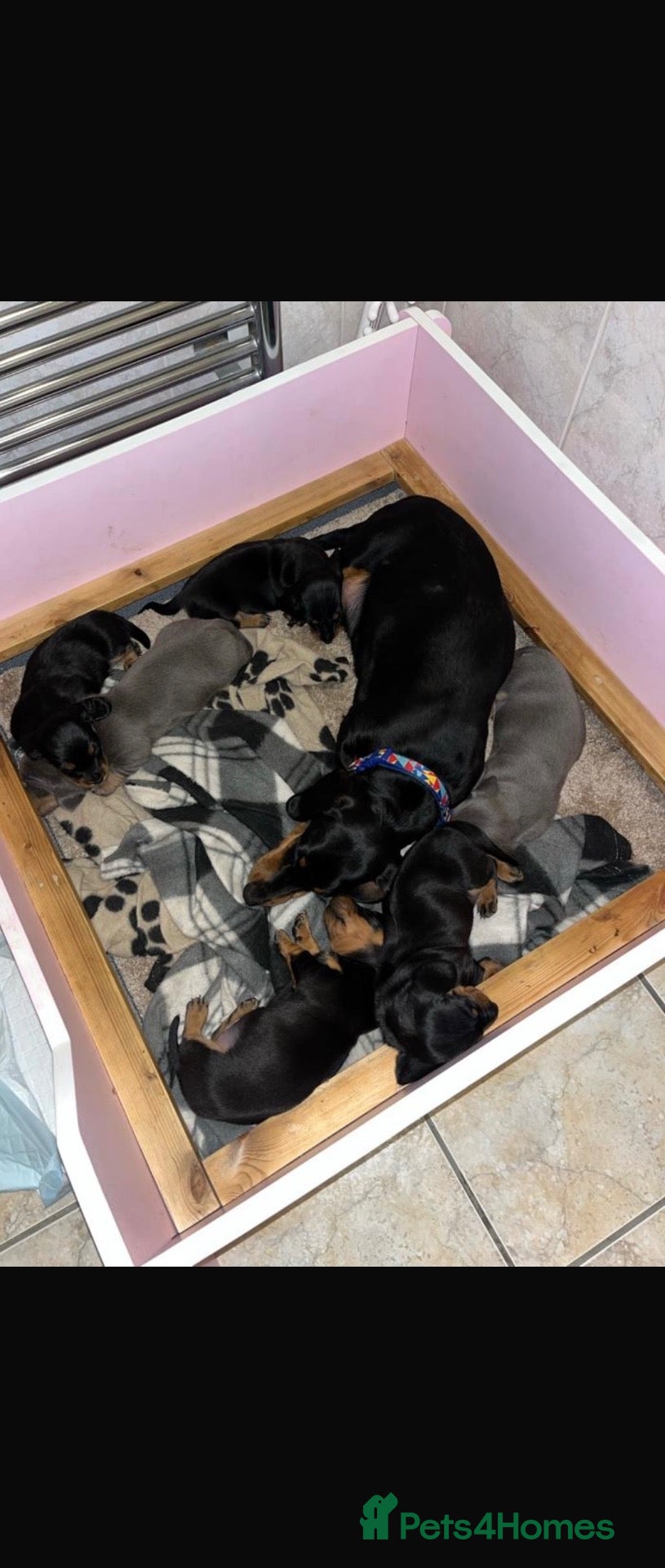Dachshund dogs Dachshund puppies  - Advert 2