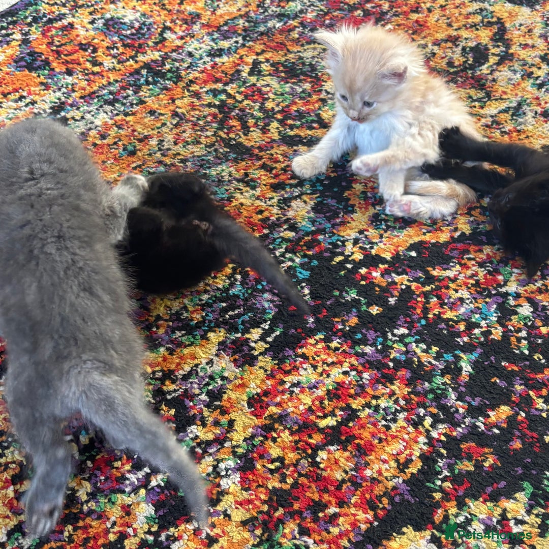 Maine Coon cats for sale: Half main coon kittens  - Image 8