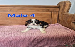 Cavalier King Charles Spaniel dogs for sale: Cavalier King Charles Spaniels - Image 13