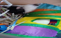 Guinea Pig rodents for sale: 2 male guinea pigs looking for their forever - Image 3