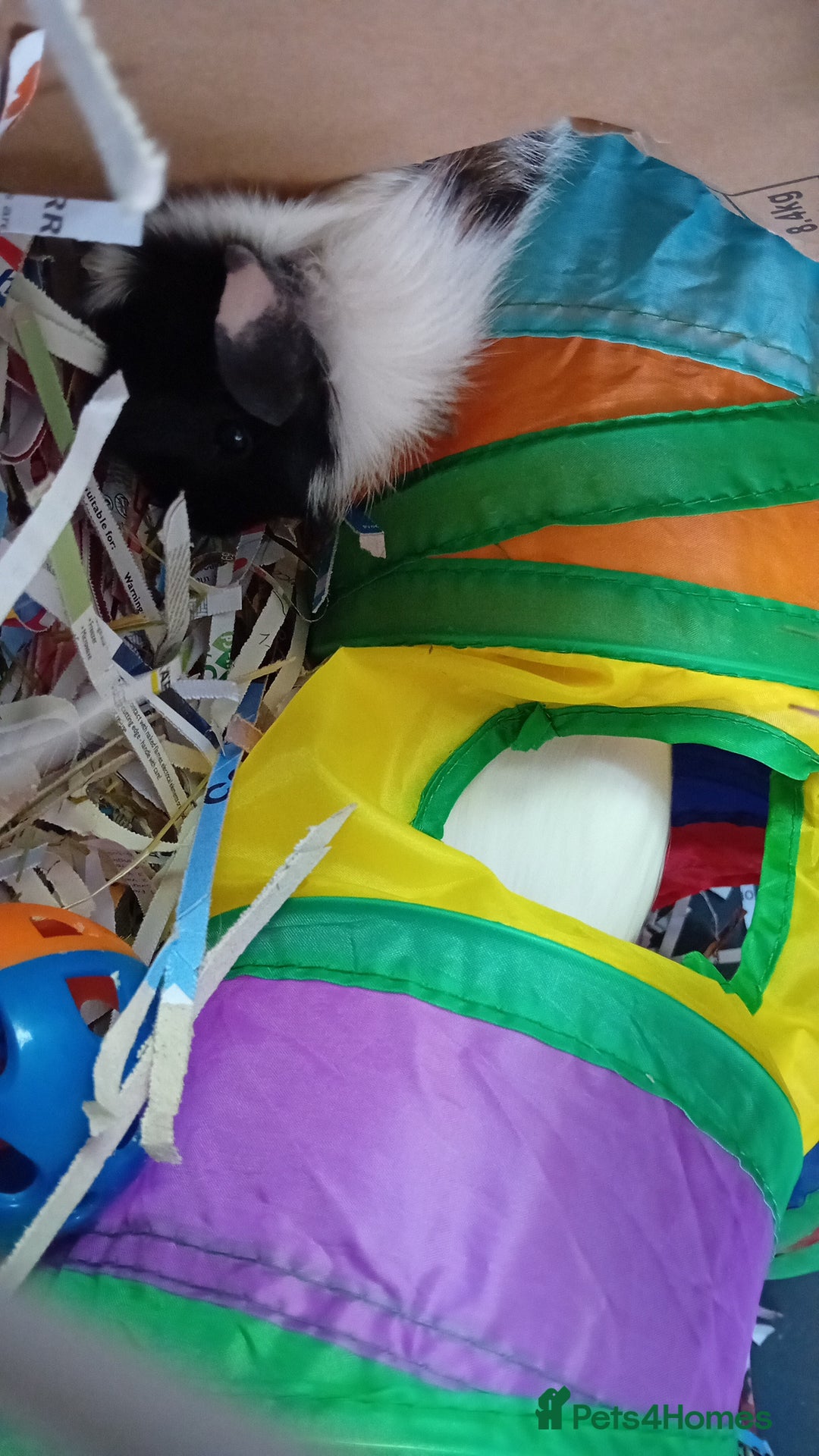 Guinea Pig rodents for sale: 2 male guinea pigs looking for their forever - Image 3