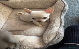 Chihuahua dogs for sale: KC Smooth coat tiny Chihuahua puppies - Image 7