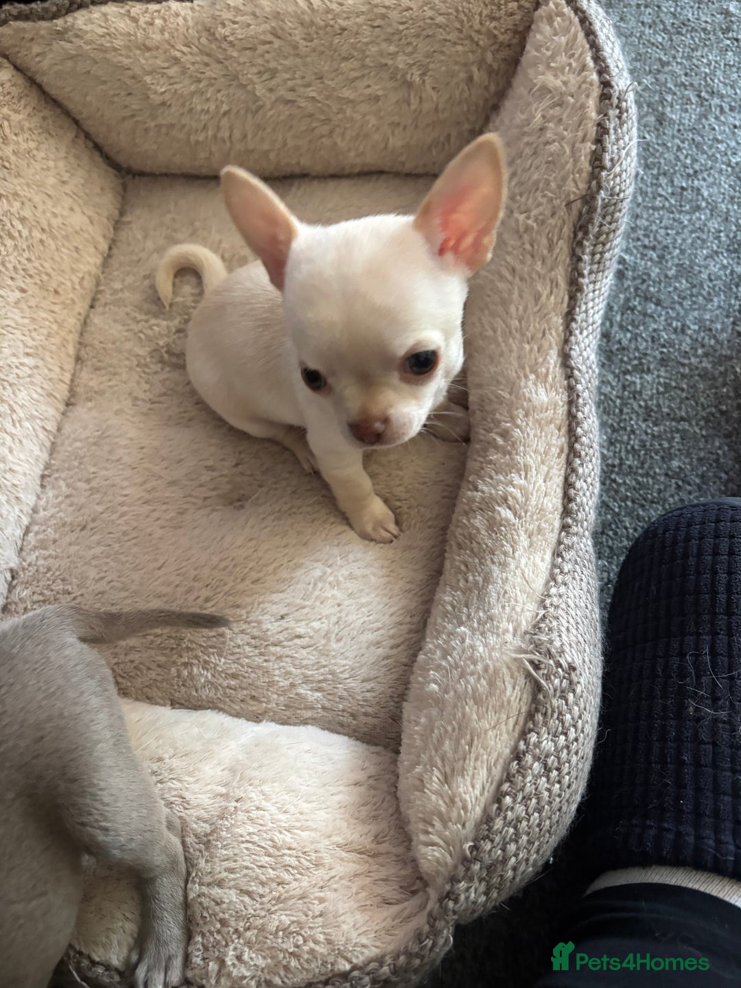 Chihuahua dogs for sale: KC Smooth coat tiny Chihuahua puppies - Image 7