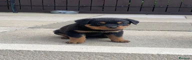 Rottweiler Puppy 7