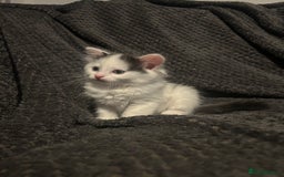 Ragdoll cats for sale: Half Ragdoll Kittens  - Image 10