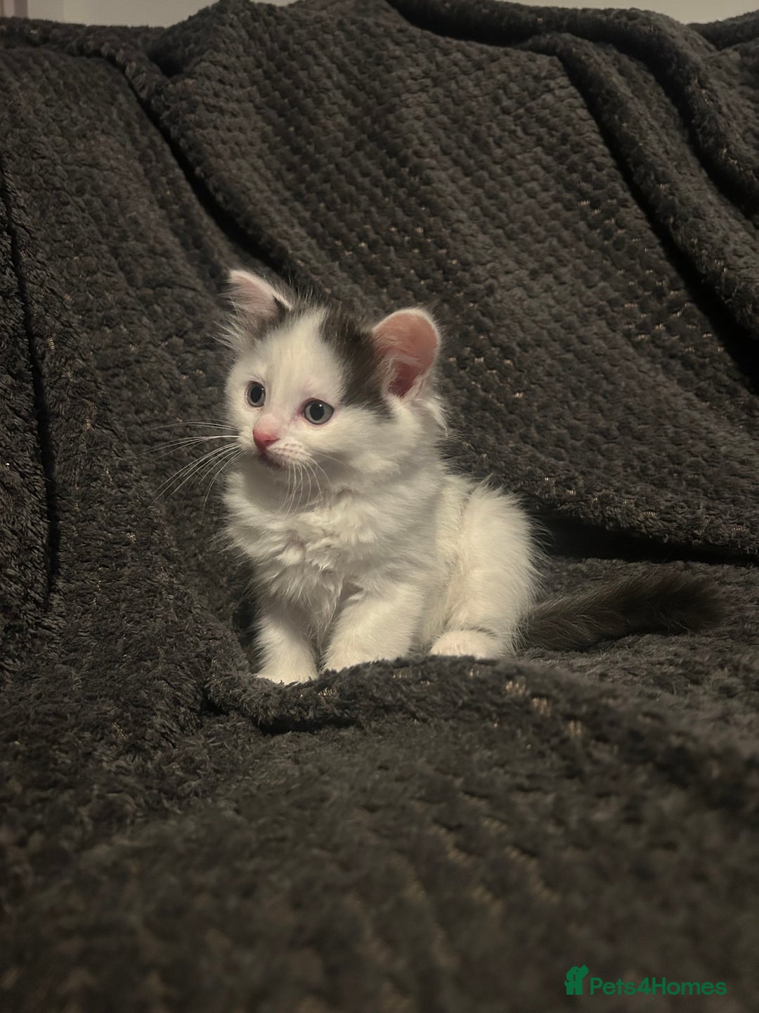 Ragdoll cats for sale: Half Ragdoll Kittens  - Image 10