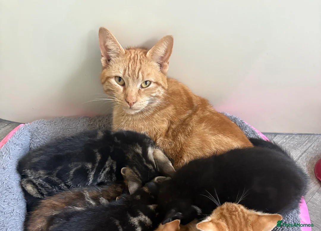 Mixed Breed cats for sale: Beautiful girl - Advert 2