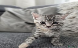 Maine Coon cats for sale: 🐾 Gorgeous Kittens Ready for Their Forever Homes - Image 3