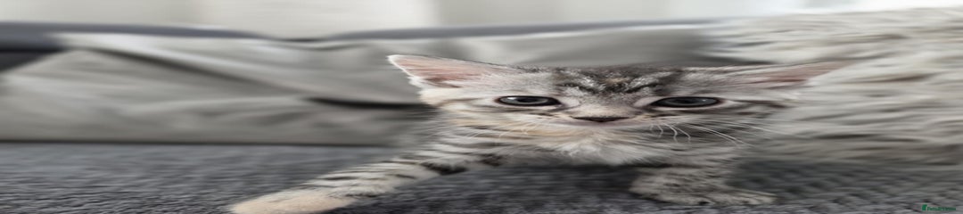 Maine Coon Kitten 1