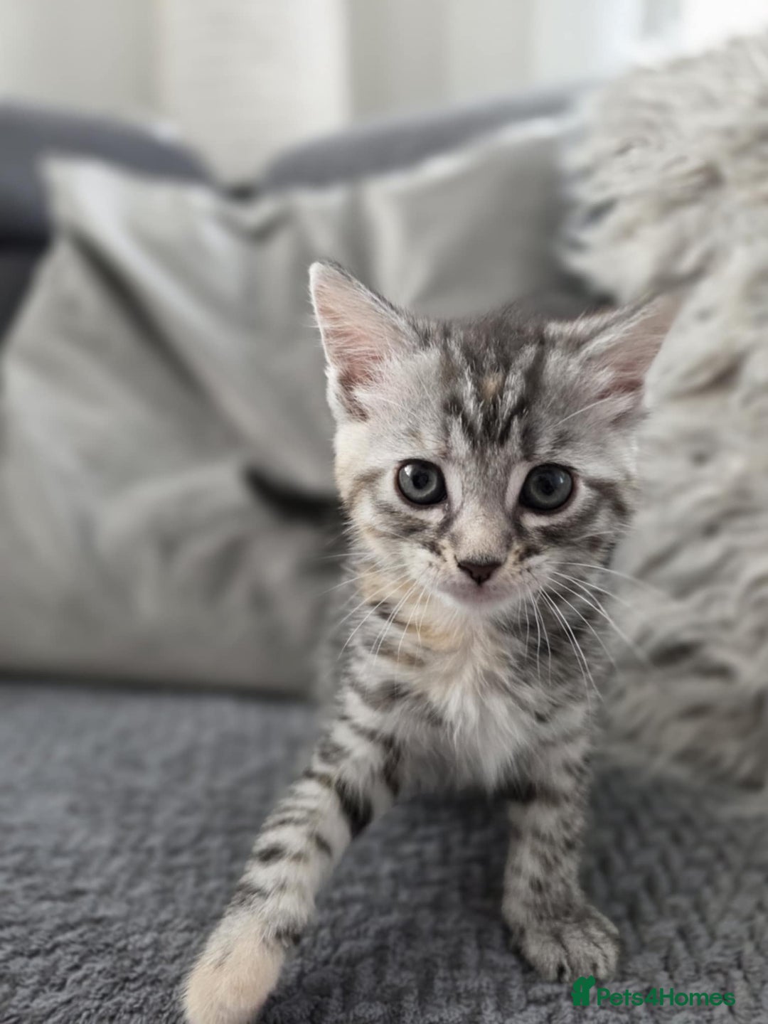 Maine Coon cats for sale: 🐾 Gorgeous Kittens Ready for Their Forever Homes - Image 3