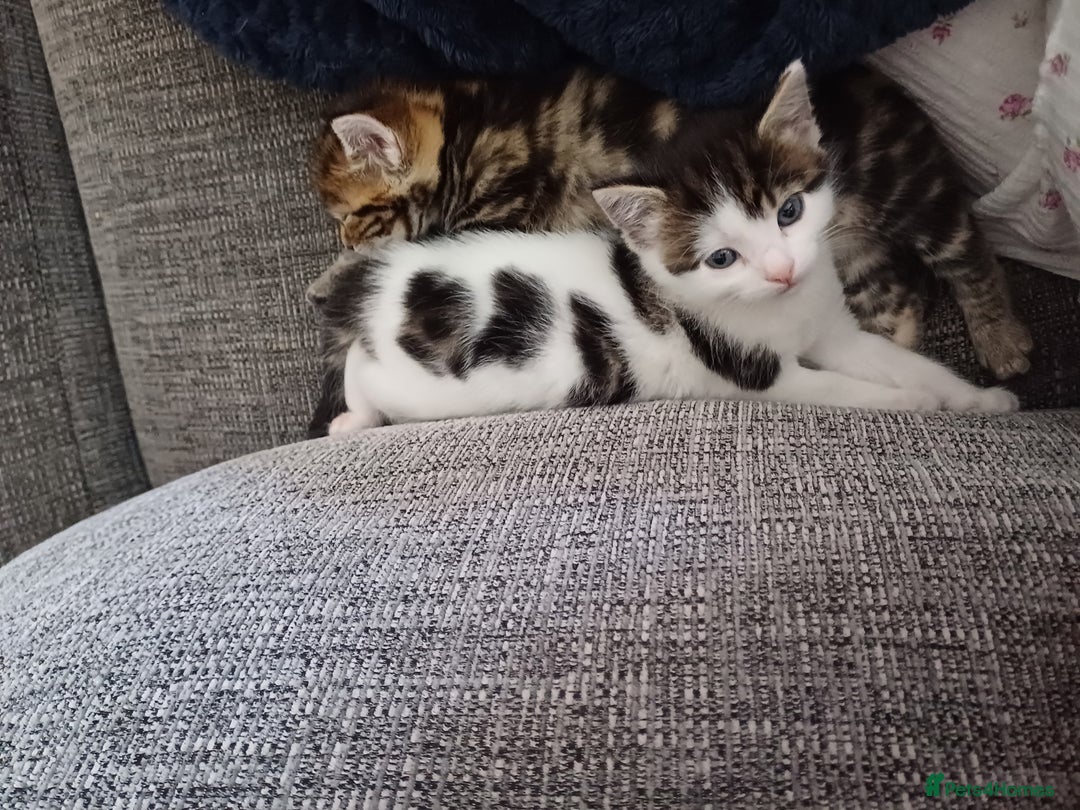 Mixed Breed cats for sale: Kittens  - Image 5