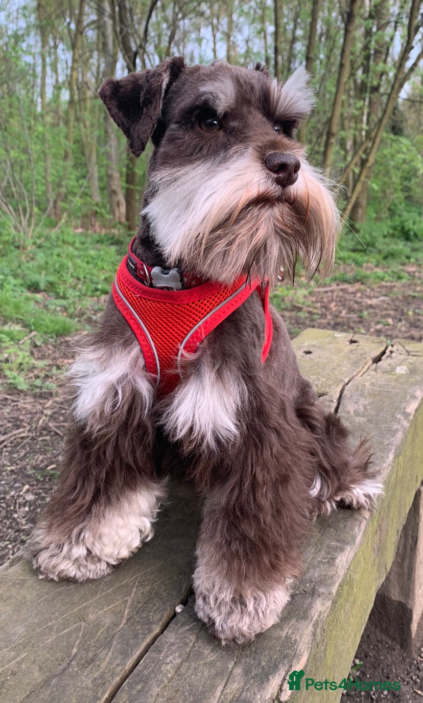 Miniature Schnauzer dogs KC REG Liver & Tan Miniature Schnauzer Stud - Advert 9