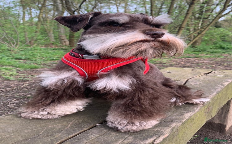 Miniature Schnauzer dogs - Advert 1