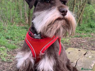 Miniature Schnauzer dogs KC REG Liver & Tan Miniature Schnauzer Stud - Advert 4