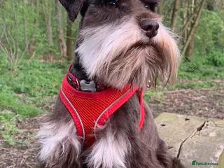 Miniature Schnauzer dogs KC REG Liver & Tan Miniature Schnauzer Stud - Advert 2