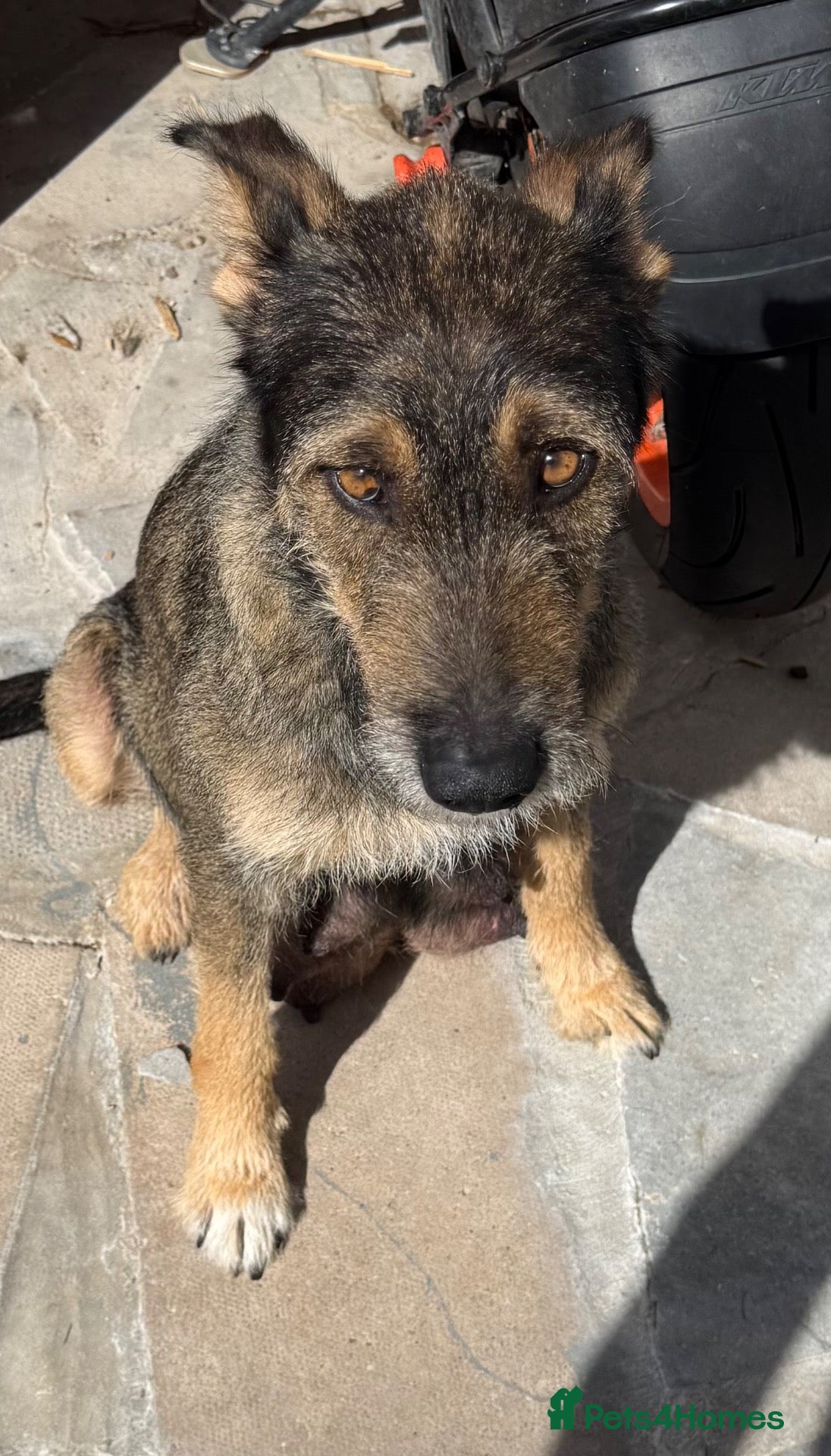 Mixed Breed dogs German Shepherd husky mix Rottweiler - Advert 1