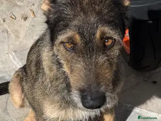 Mixed Breed dogs German Shepherd husky mix Rottweiler - Advert 6