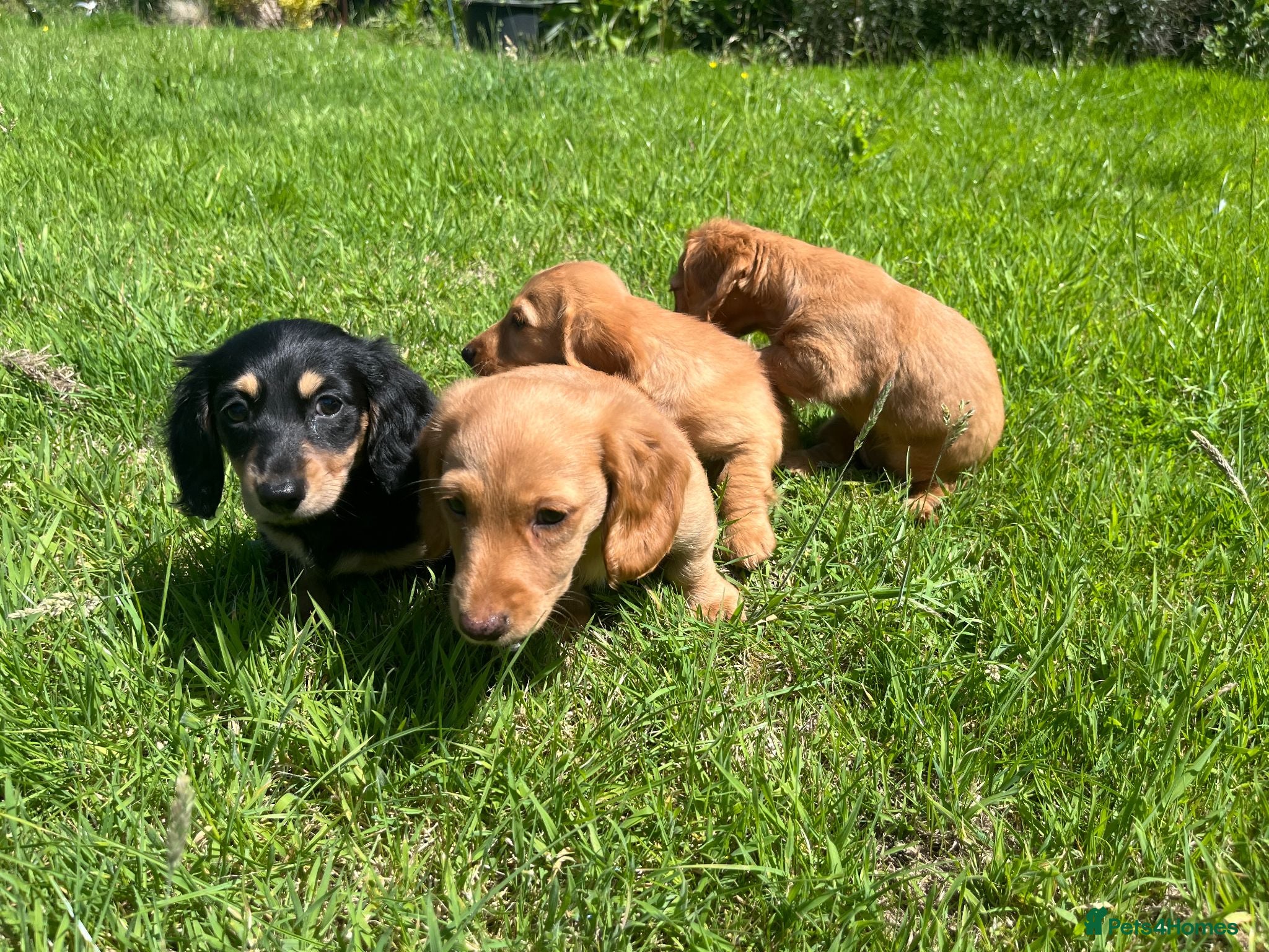 Miniature Dachshund dogs ** NOW REDUCED** Miniature Dachshund puppies ⭐⭐ - Advert 2