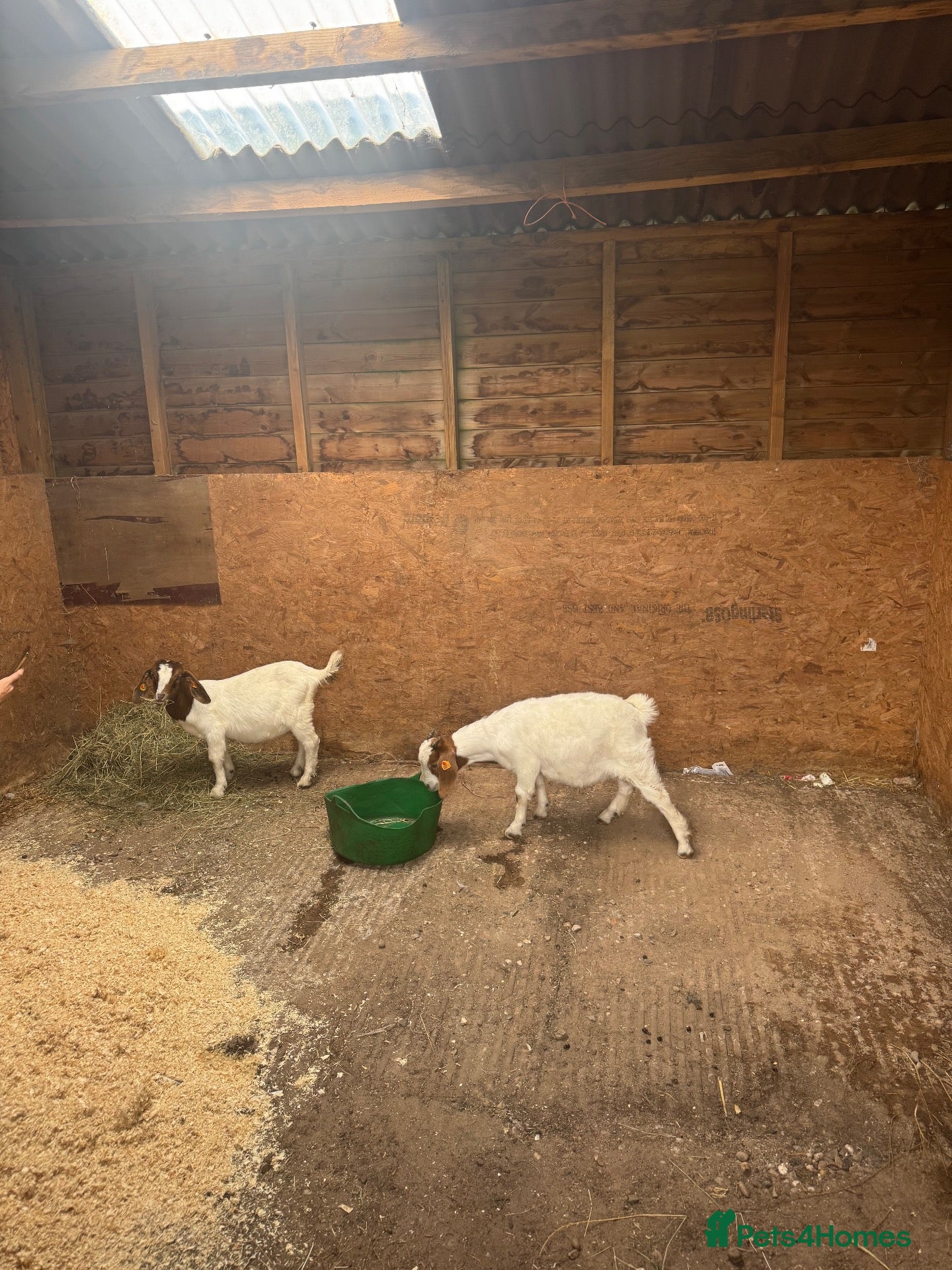 Goats livestock 2x Weather Boer Goats - Advert 6