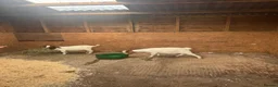 Goats livestock for sale: 2x Weather Boer Goats - Advert 1