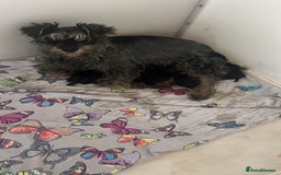Mixed Breed dogs for sale: SCHNOXIES (MINI DAXI CROSS MINI SCHNAUZER) - Image 14