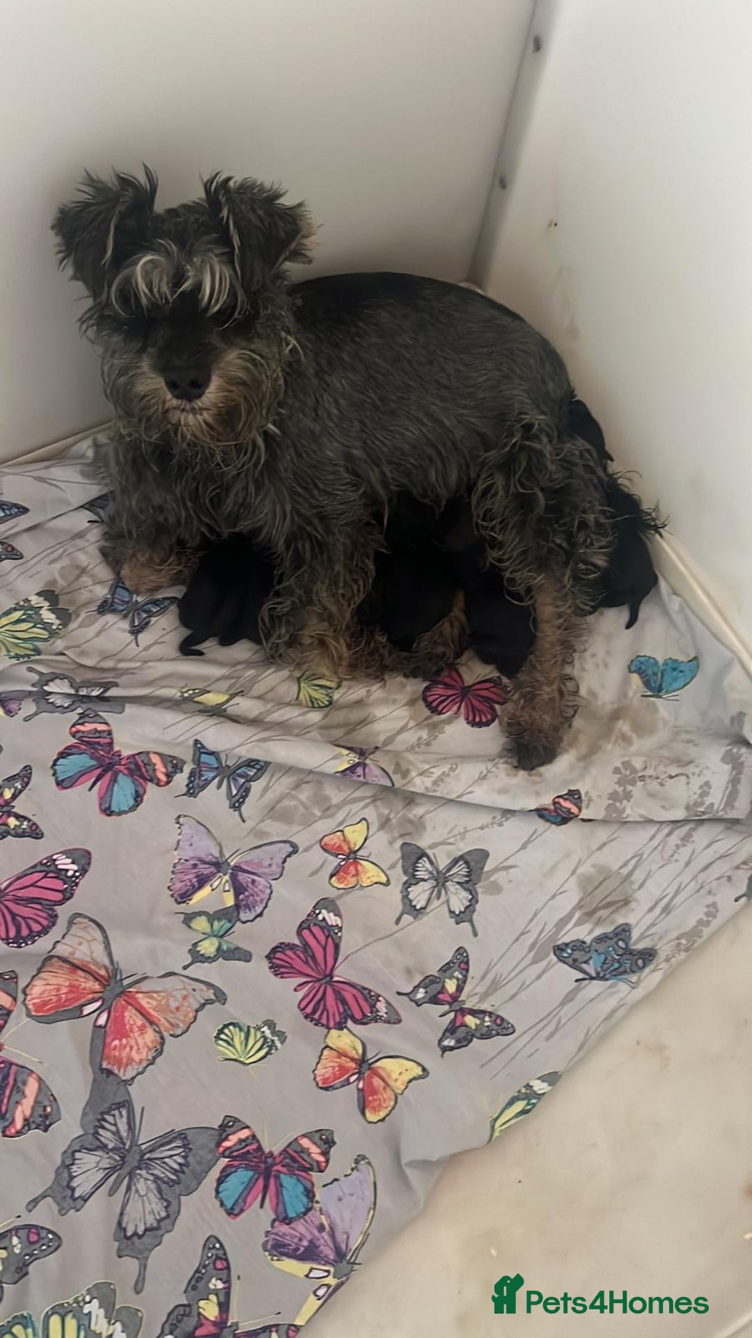 Mixed Breed dogs for sale: SCHNOXIES (MINI DAXI CROSS MINI SCHNAUZER) - Image 14