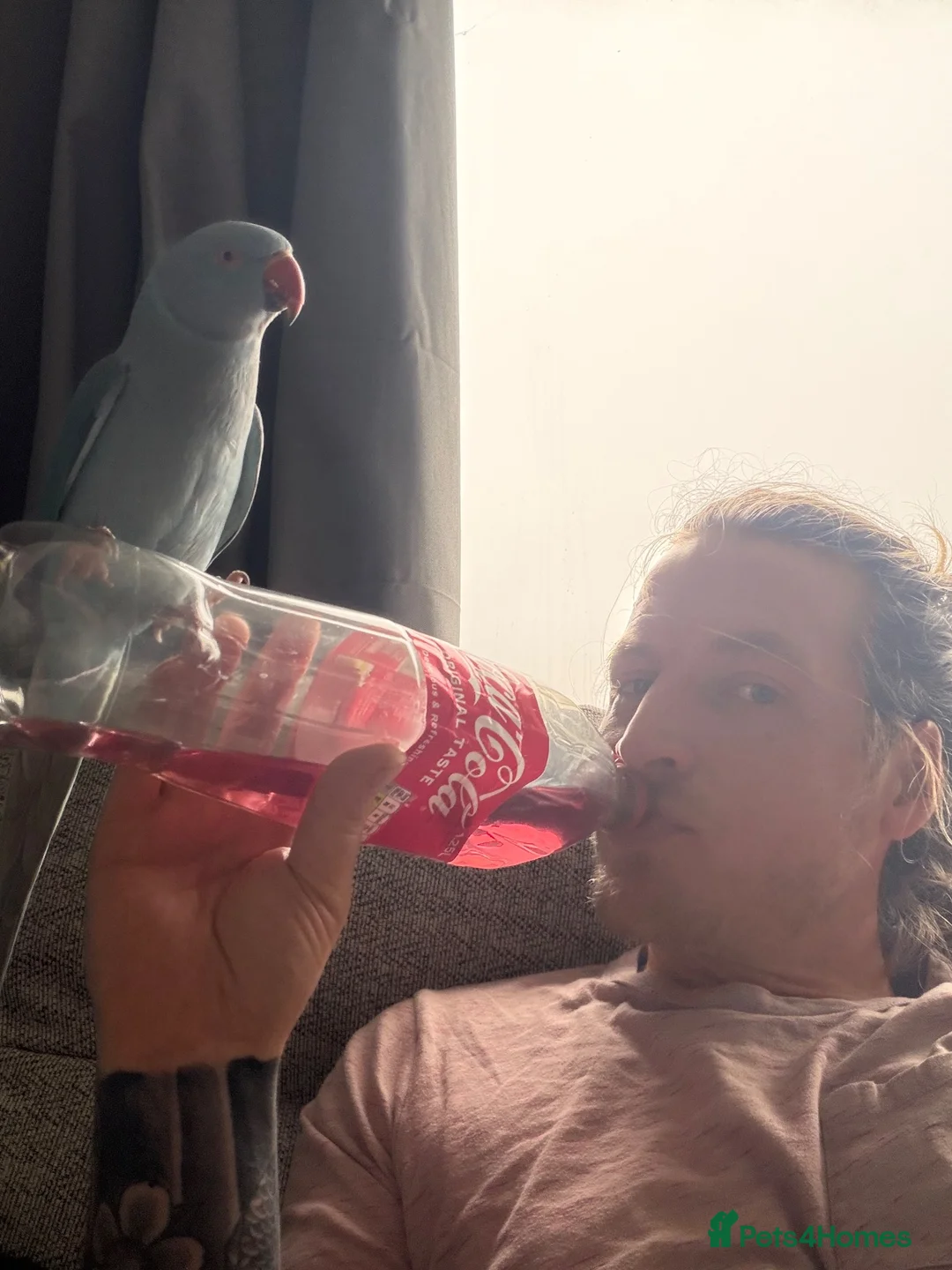 Parakeets birds for sale: 2 female ringnecks for sale  in Colchester - Advert 2