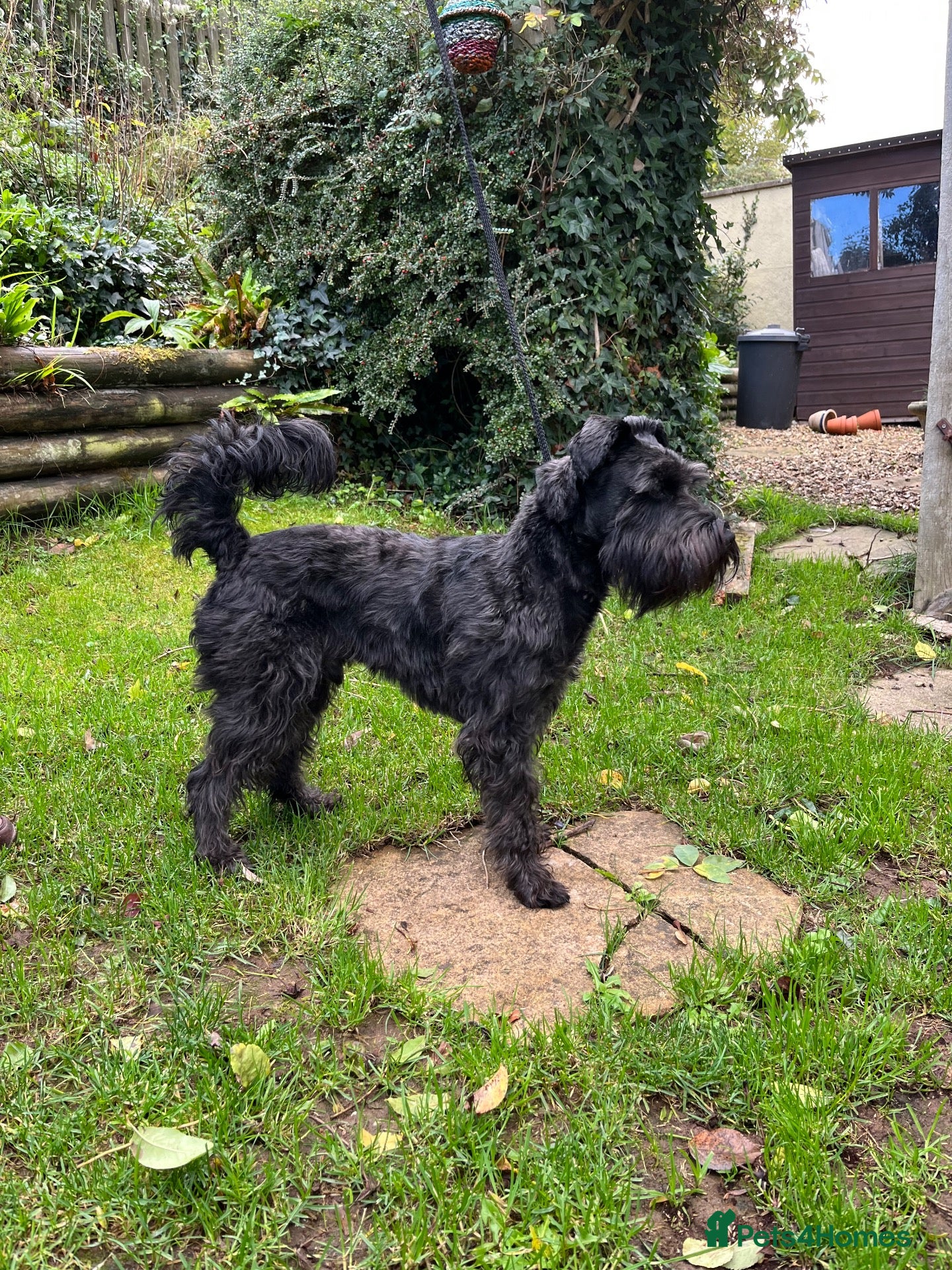 Miniature Schnauzer dogs for stud: Black Minature Shnauzer available for stud.  - Advert 3