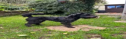 Miniature Schnauzer dogs for stud: Black Minature Shnauzer available for stud.  in Seaton - Advert 1