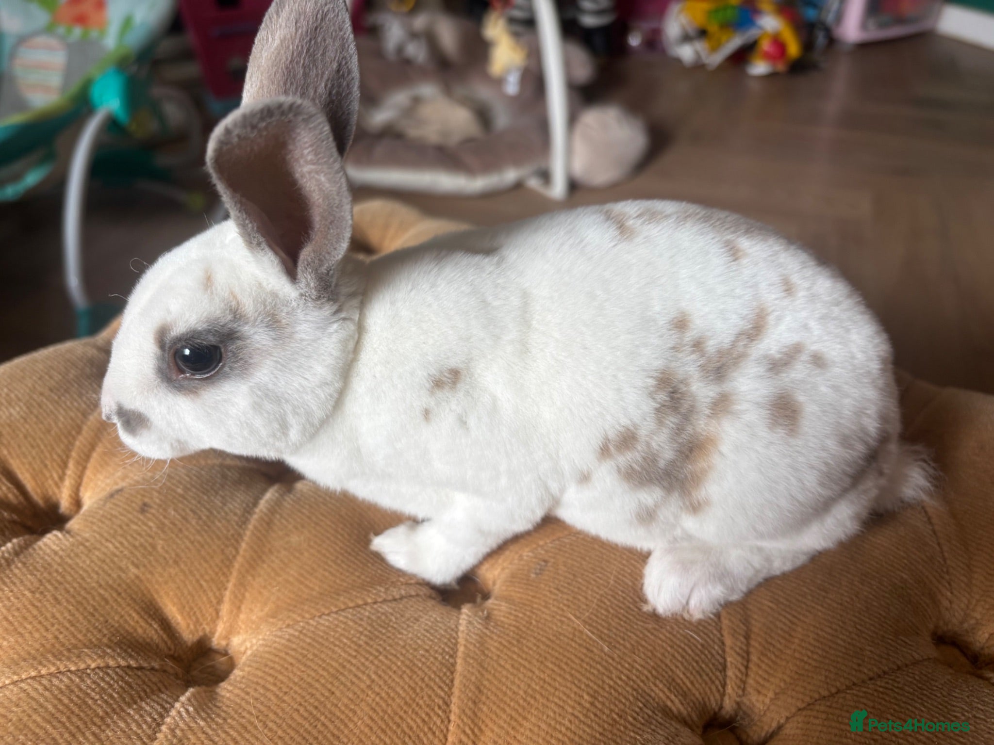 Rex rabbits One girl mini rex bunny - Advert 19