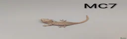 Gecko reptiles for sale: Orange Stripe Gargoyle Gecko - Advert 5