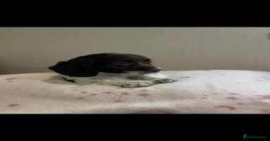 Cockapoo dogs - Advert 11