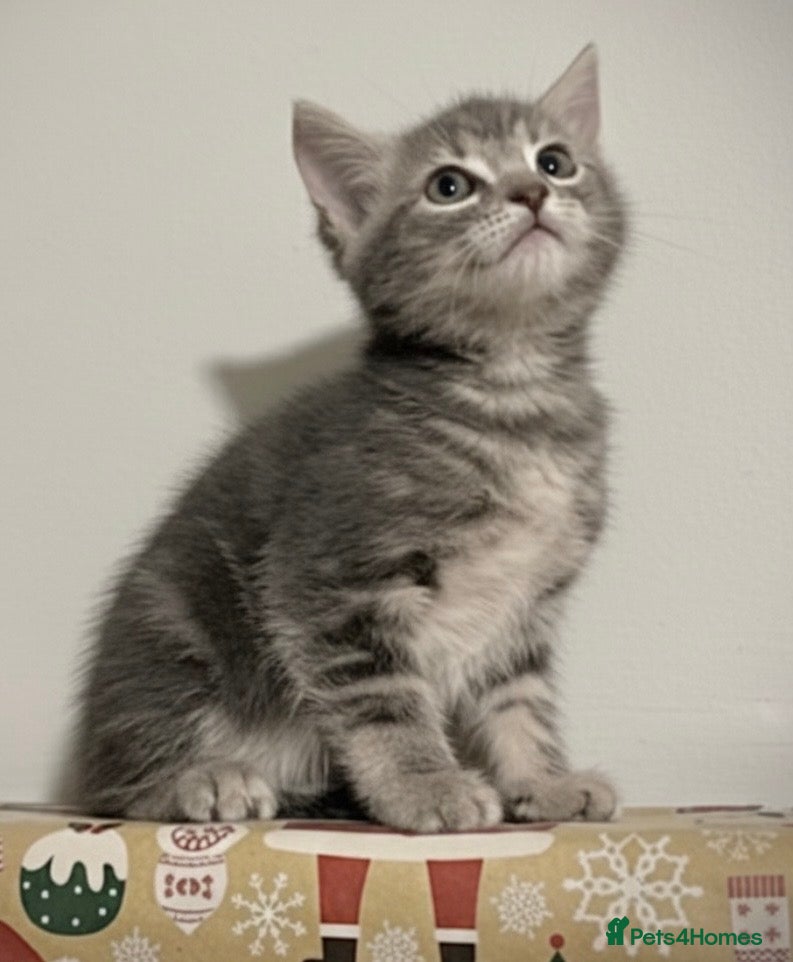 Mixed Breed cats British Blue x BEAUTIFUL SILVER BOY READY NOW  !!  - Advert 6