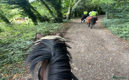 Irish Sports horses for sale: Teens horse / mother / daughter share - Image 13