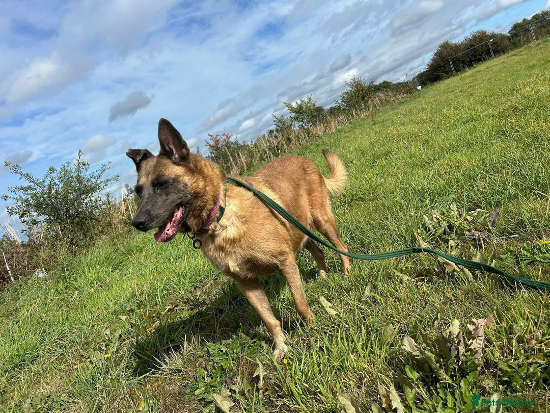 Mixed Breed dogs for adoption: Ava. Norwich Norfolk  - Image 3
