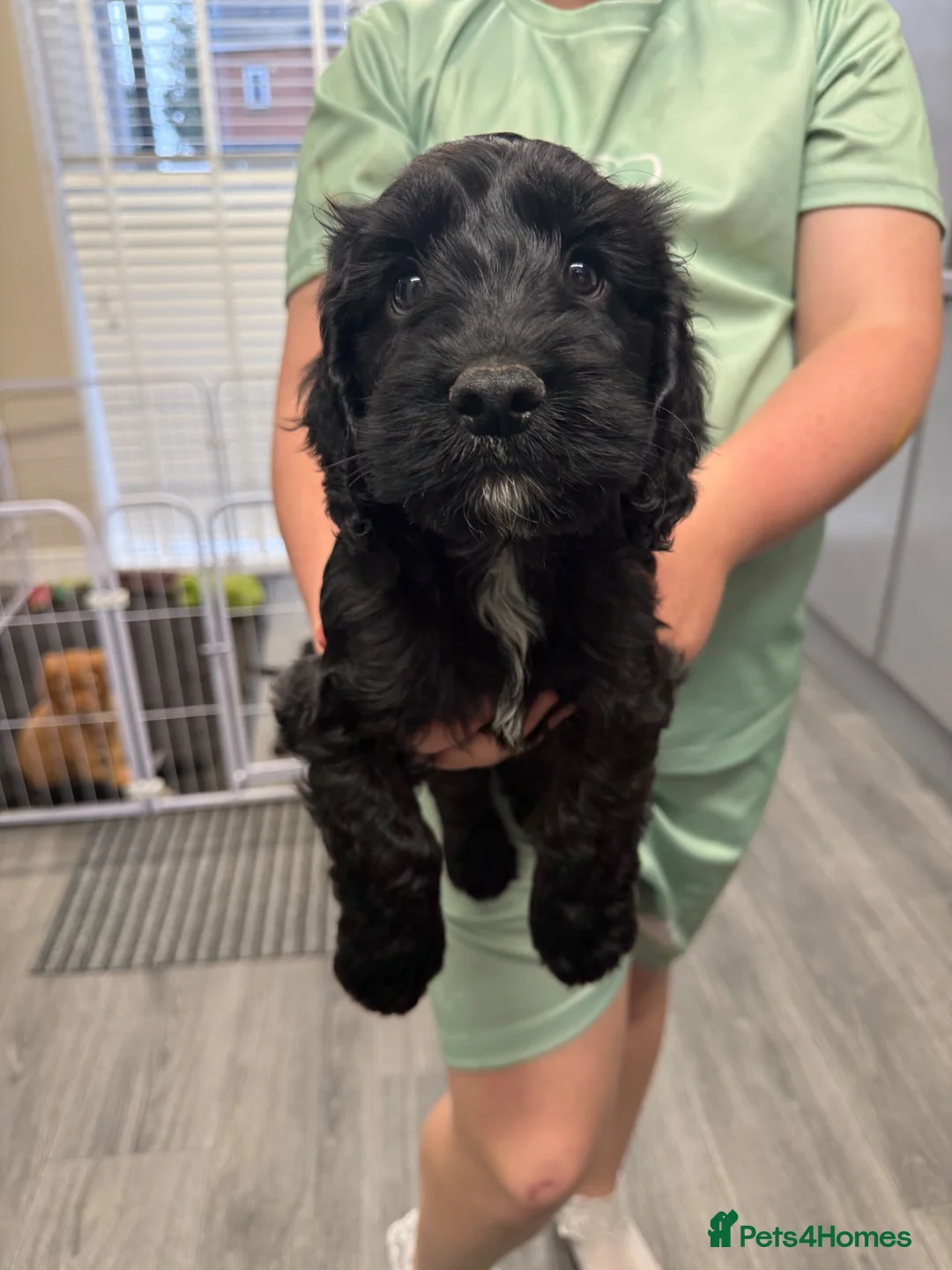 Cockapoo dogs for sale: F1b cockapoo  - Advert 10