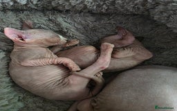 Sphynx cats for sale: 3 beautiful sphynx kittens for sale  - Image 9