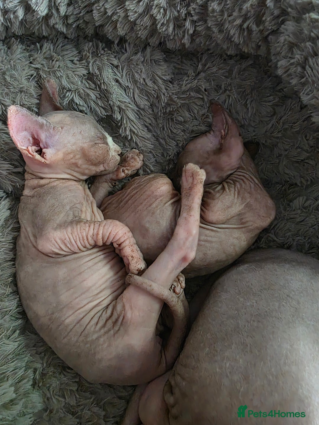 Sphynx cats for sale: 3 beautiful sphynx kittens for sale  - Image 9