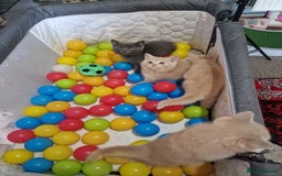 British Shorthair cats for sale: Pure British shirthair ready for new parents - Image 6