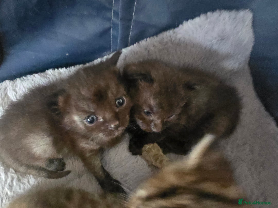 Mixed Breed cats for sale: 4 kittens available  - Image 3