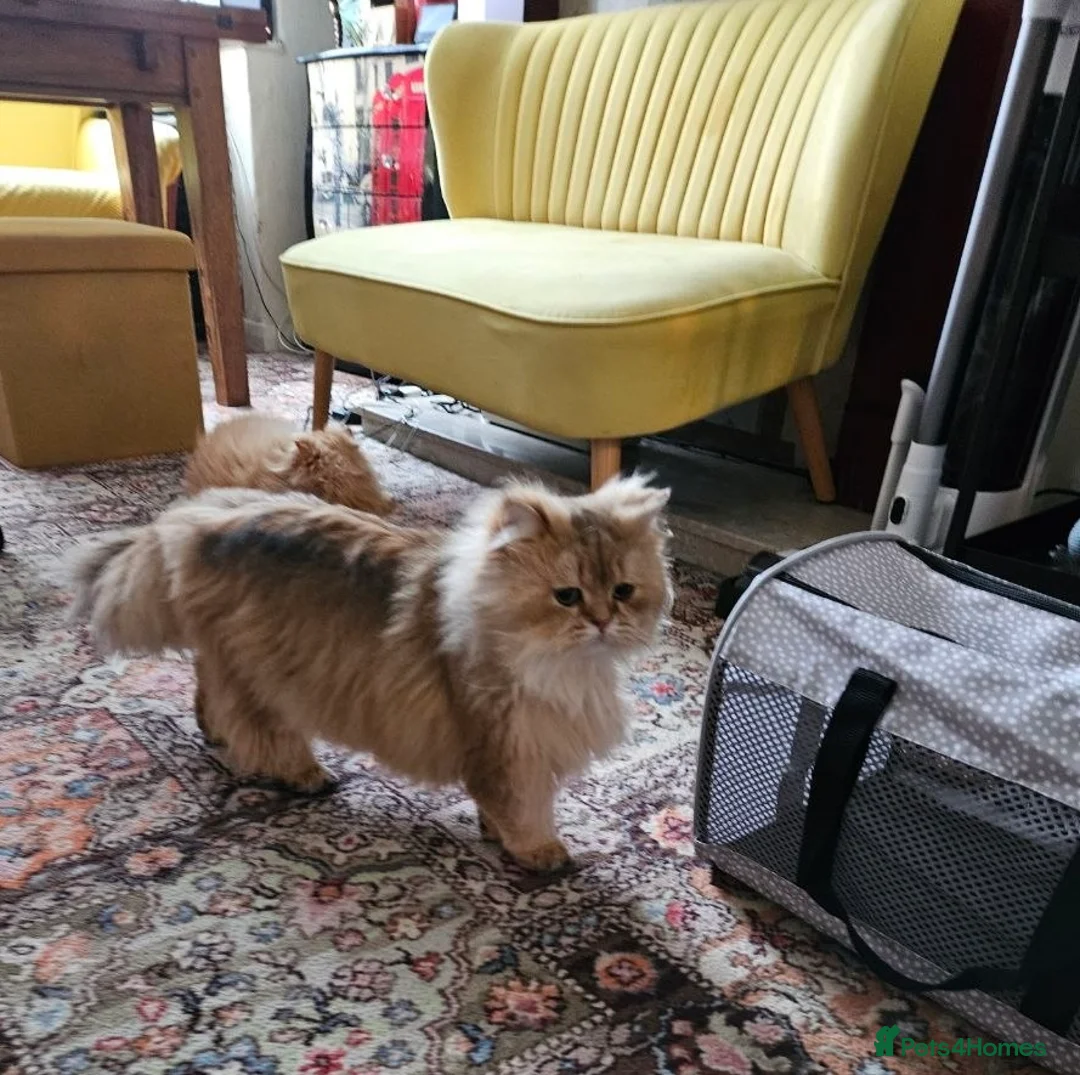 Persian cats for sale: Persian male cat 2 y.o. Not neutered - Advert 2