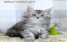 Maine Coon cats for sale: Stunning Maine coon kittens TICA registration - Image 4
