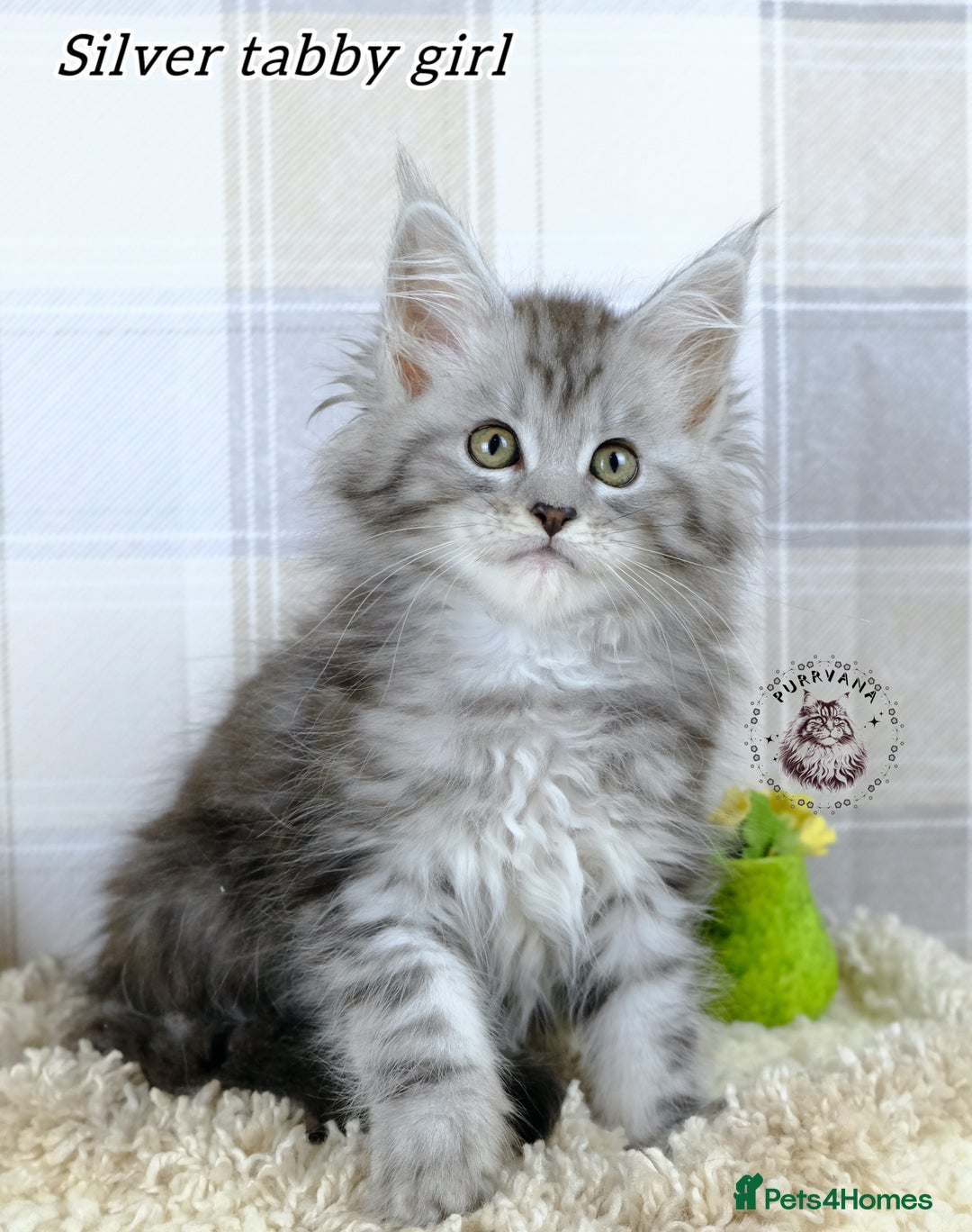 Maine Coon cats for sale: Stunning Maine coon kittens TICA registration - Image 4