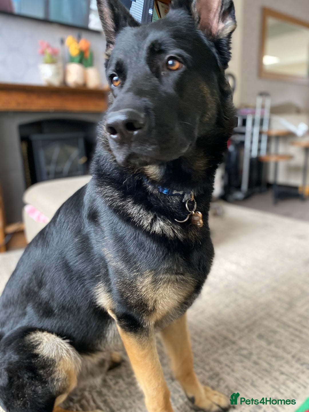 German Shepherd dogs for sale: ACE, beautiful 2 year old german shepherd  - Image 3