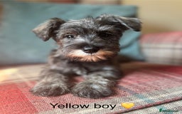 Miniature Schnauzer dogs for sale: KC Registered, health tested, puppies ready now!  - Image 4